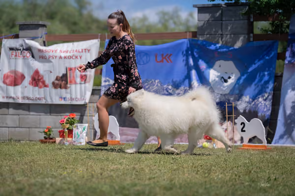 Samojed klub SK — DSC03649