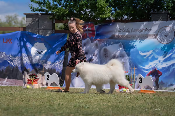 Samojed klub SK — DSC03646
