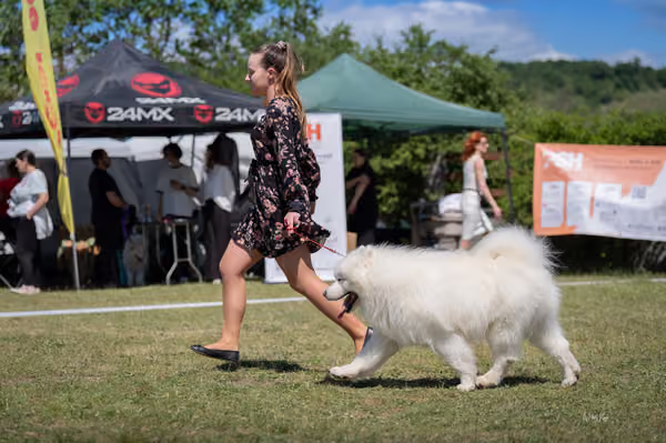 Samojed klub SK — DSC03644