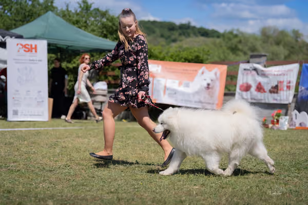 Samojed klub SK — DSC03642