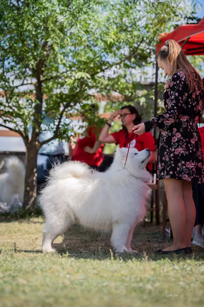 Samojed klub SK — DSC03629
