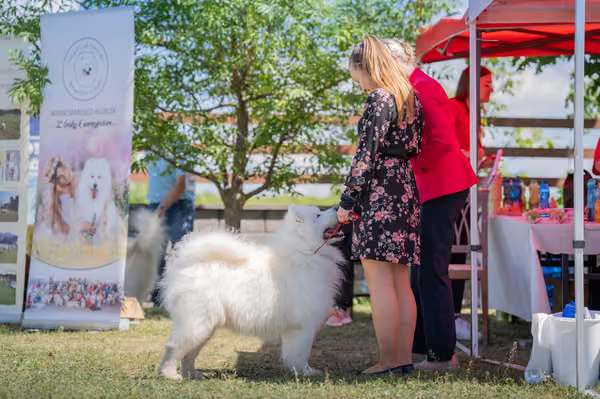 Samojed klub SK — DSC03618