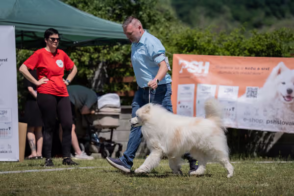 Samojed klub SK — DSC03614