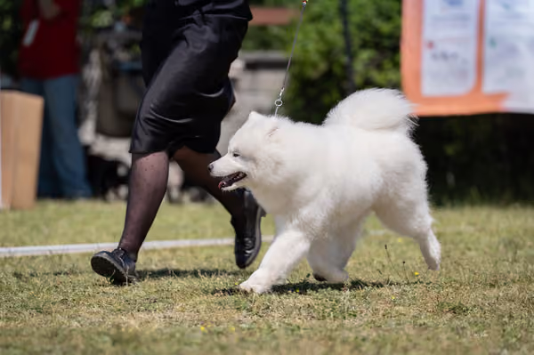 Samojed klub SK — DSC03949