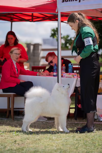 Samojed klub SK — DSC03927