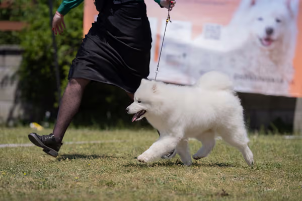 Samojed klub SK — DSC03947