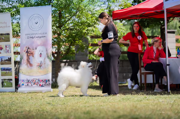 Samojed klub SK — DSC03974