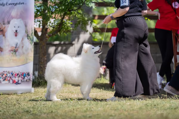 Samojed klub SK — DSC03969