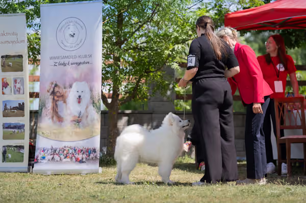 Samojed klub SK — DSC03966
