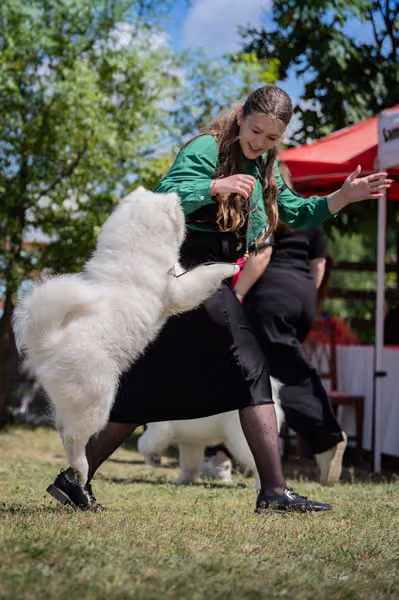 Samojed klub SK — DSC03959