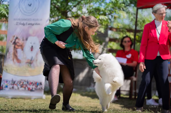 Samojed klub SK — DSC03953