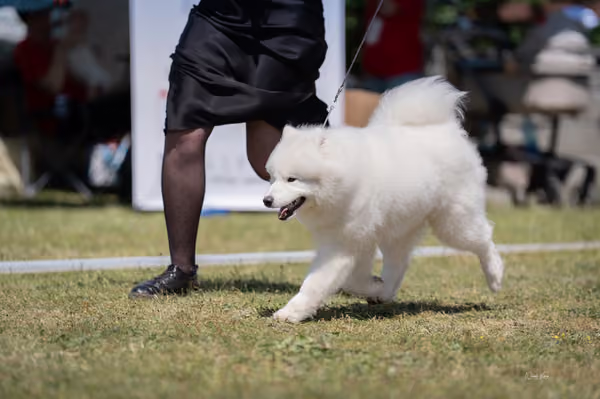 Samojed klub SK — DSC03951
