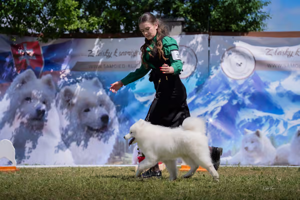 Samojed klub SK — DSC03941