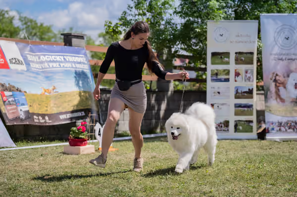 Samojed klub SK — DSC04076