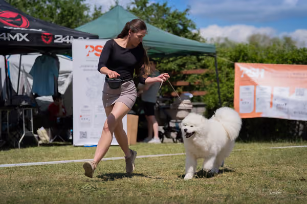 Samojed klub SK — DSC04113