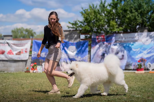 Samojed klub SK — DSC04097