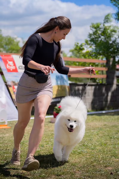 Samojed klub SK — DSC04081