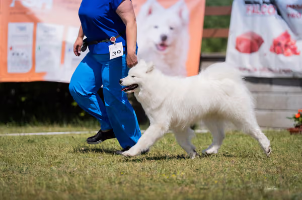 Samojed klub SK — DSC04225