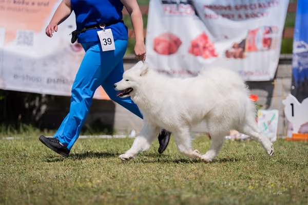 Samojed klub SK — DSC04224