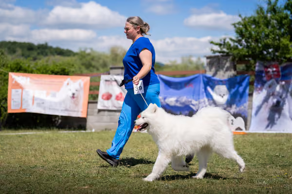 Samojed klub SK — DSC04223