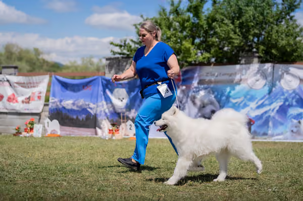 Samojed klub SK — DSC04221