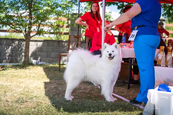 Samojed klub SK — DSC04210