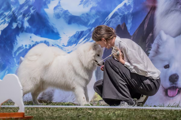 Samojed klub SK — DSC04198