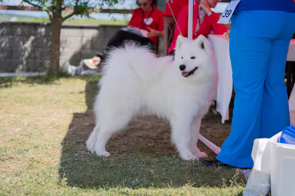 Samojed klub SK — DSC04206