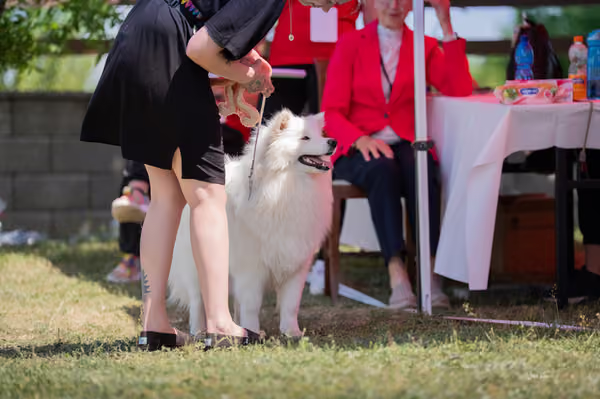 Samojed klub SK — DSC04240