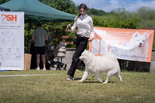 Samojed klub SK — DSC04190