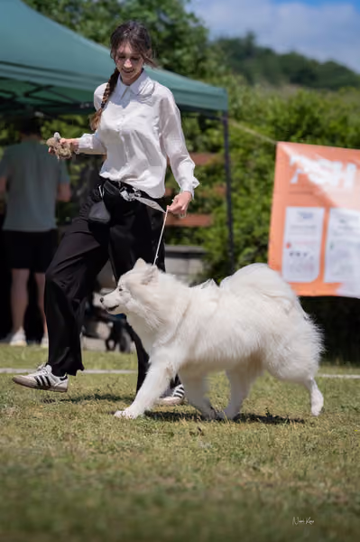 Samojed klub SK — DSC04191