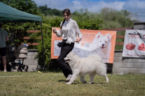 Samojed klub SK — DSC04189