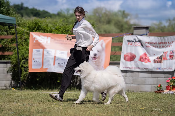 Samojed klub SK — DSC04188