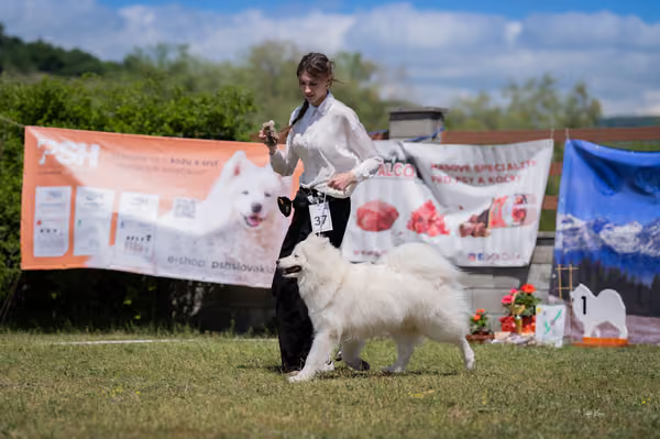 Samojed klub SK — DSC04187
