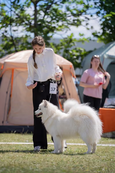 Samojed klub SK — DSC04149