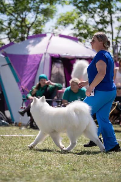Samojed klub SK — DSC04162