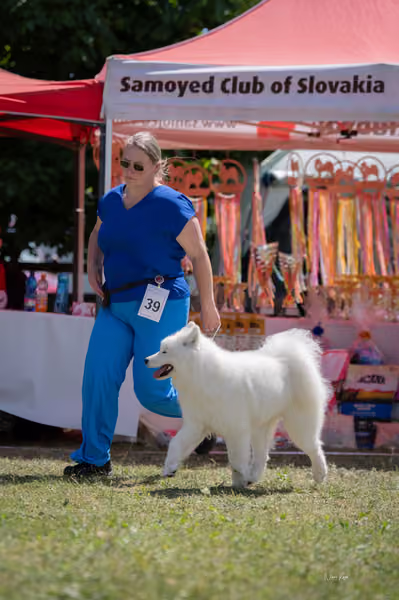 Samojed klub SK — DSC04154