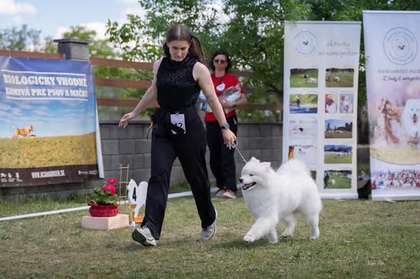 Samojed klub SK — DSC04357