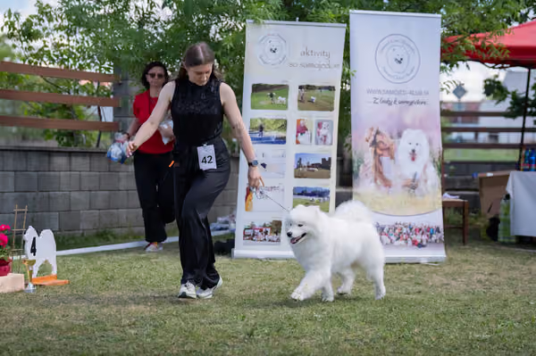 Samojed klub SK — DSC04355