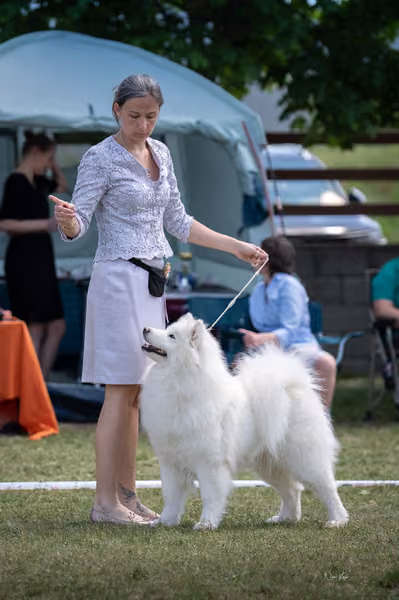 Samojed klub SK — DSC04353