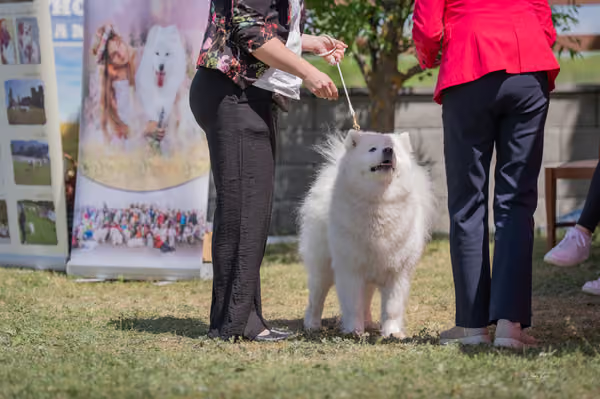 Samojed klub SK — DSC06168