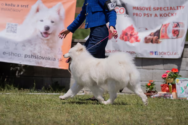 Samojed klub SK — DSC06160 copy