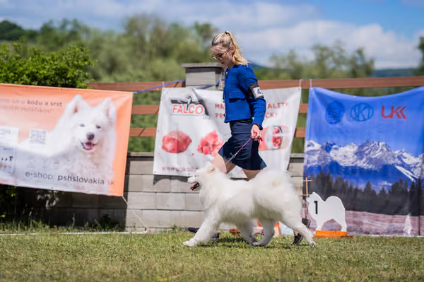 Samojed klub SK — DSC06159