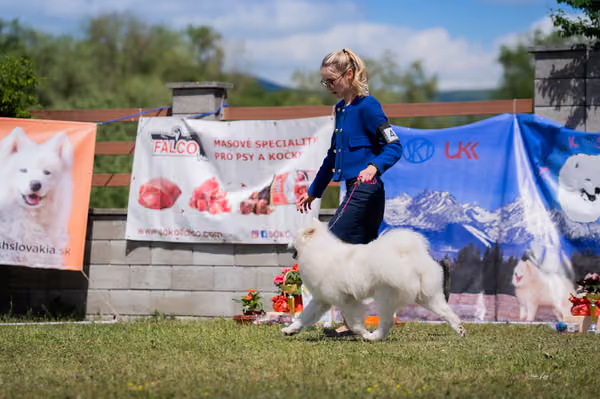 Samojed klub SK — DSC06158