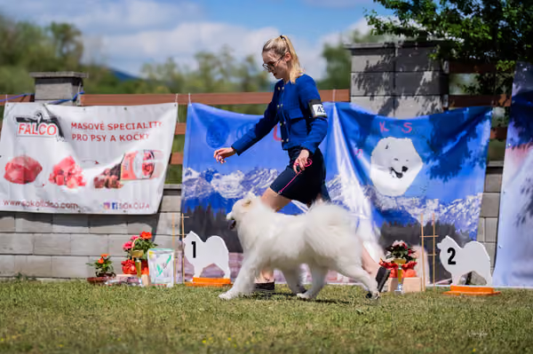 Samojed klub SK — DSC06157
