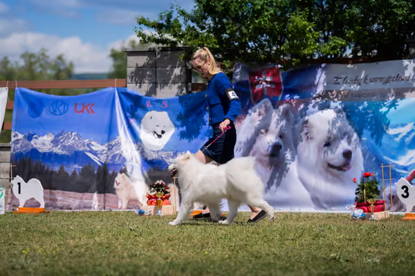 Samojed klub SK — DSC06155