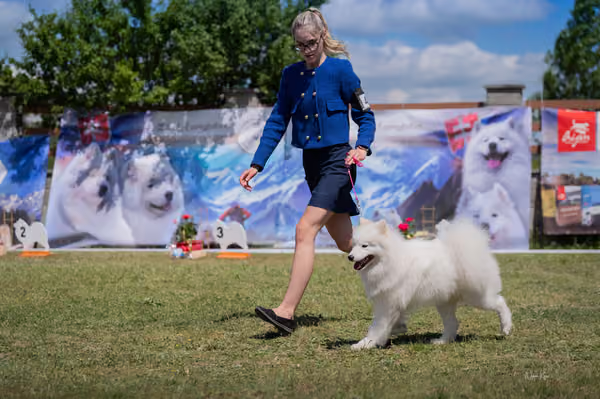 Samojed klub SK — DSC06151 copy