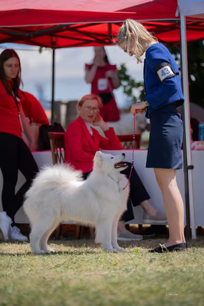 Samojed klub SK — DSC06142 copy