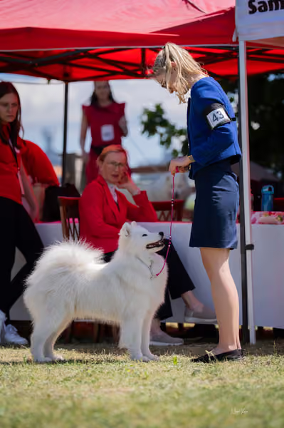 Samojed klub SK — DSC06139 copy