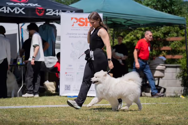 Samojed klub SK — DSC04404